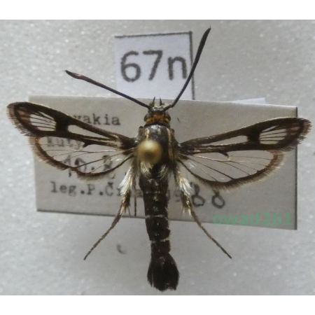 Pyropteron muscaeformis (Esper, 1783) Slovakia67n